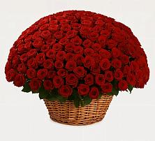 Премиум букет из: Розы в Ивантеевке